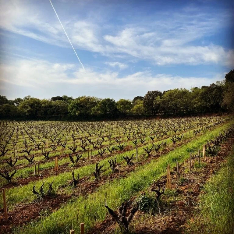 Côtes du Rhône - 2025 - Domaine Mayard