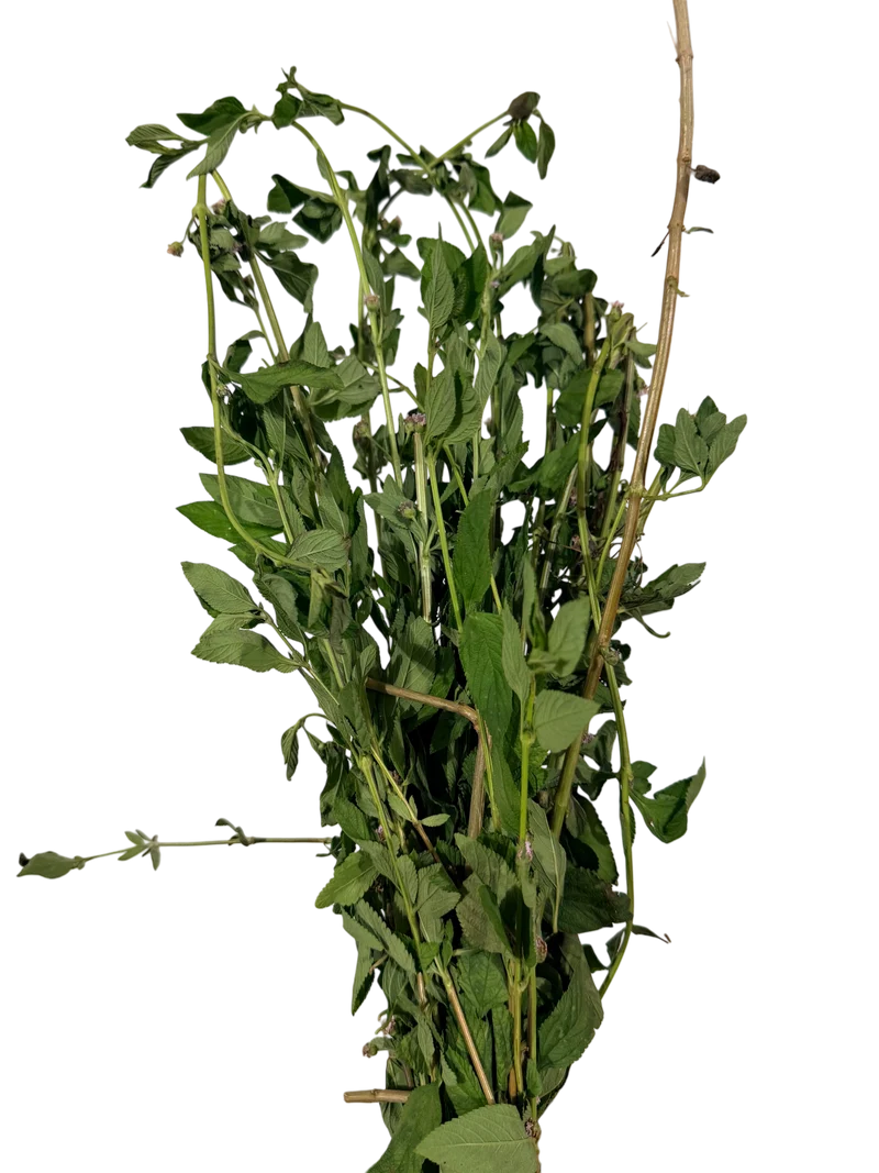 Feuille De Brisée 500g