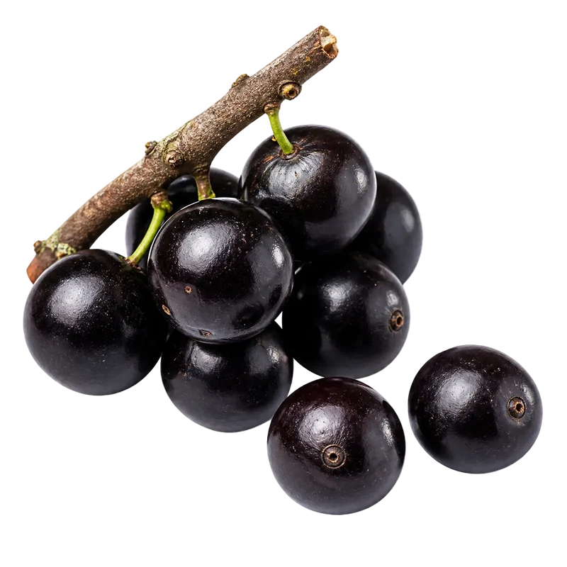 Jaboticaba (TRANSPORT FRIGORIFIQUE)