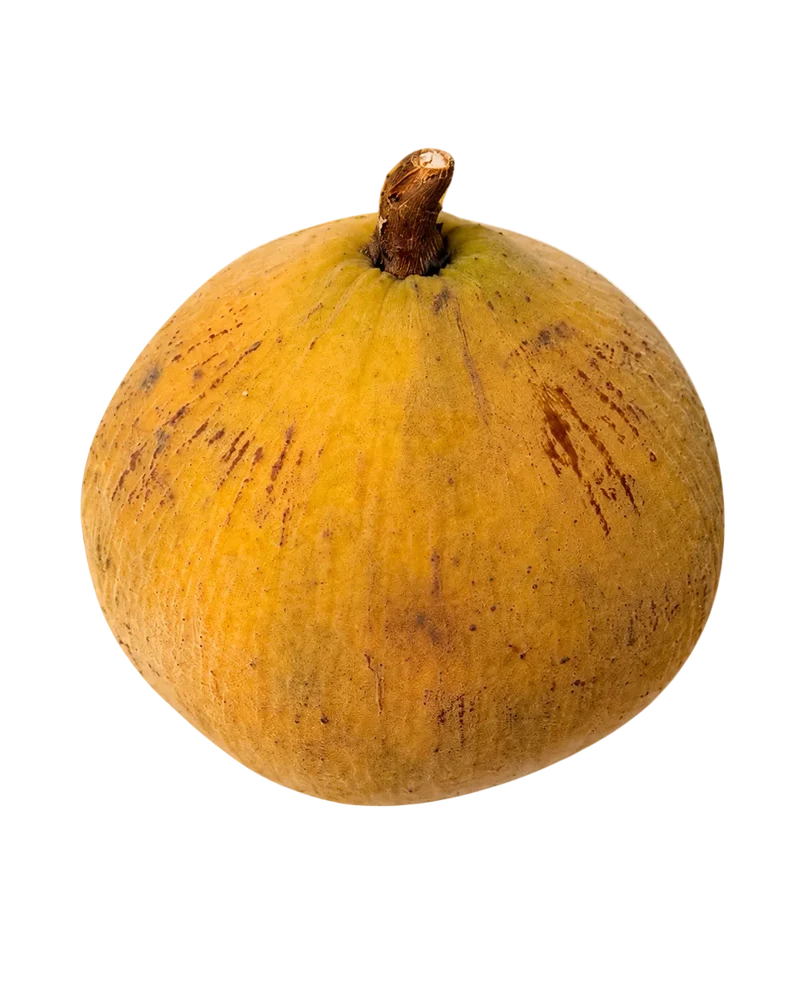 Santol Frais