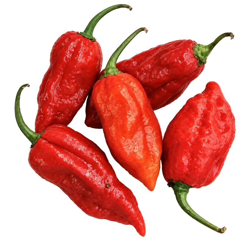 Piment frais Bhut Jolokia (50 g)