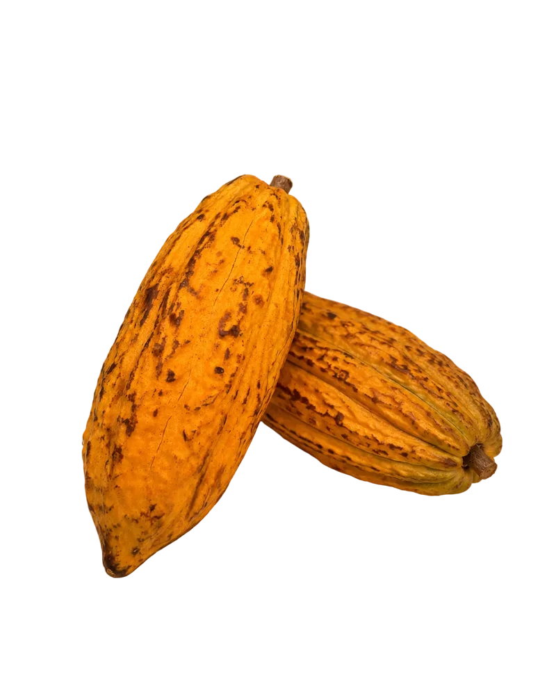 Cabosse de cacao Forastero de Guadeloupe