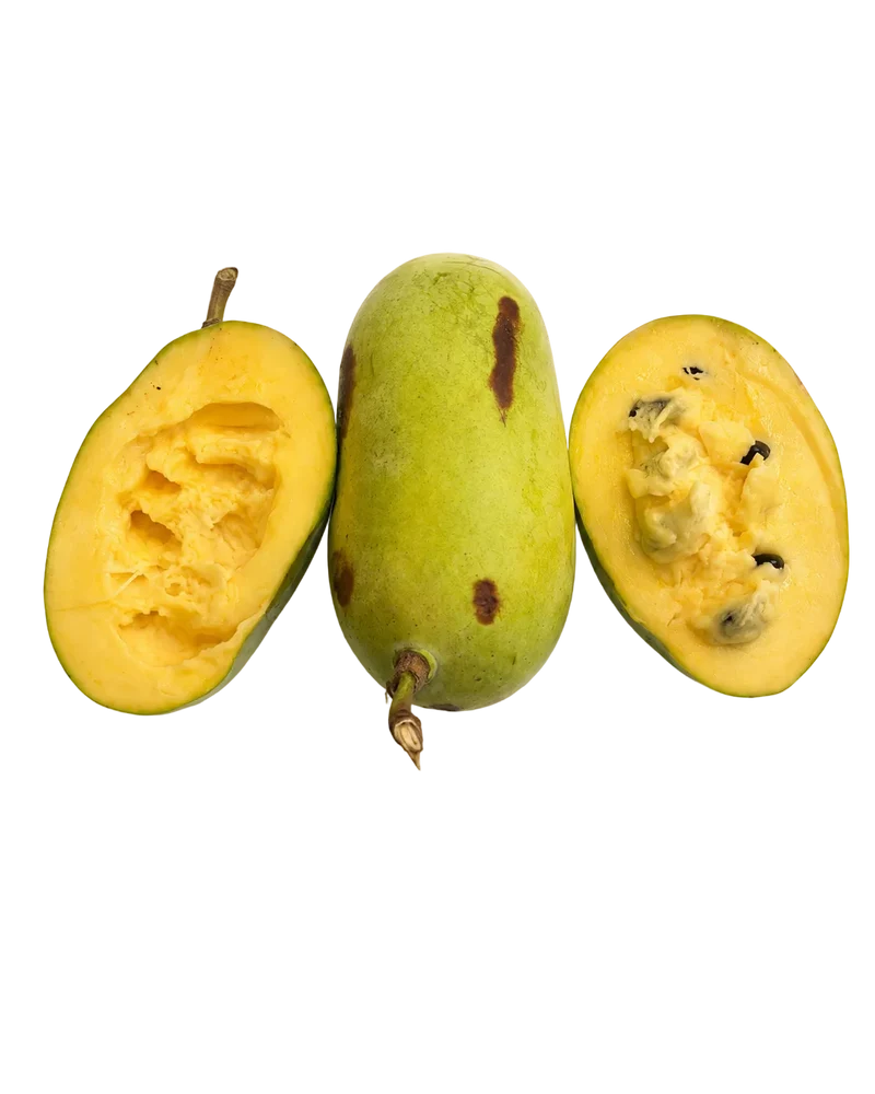 Pawpaw du Tarn (Asiminier)