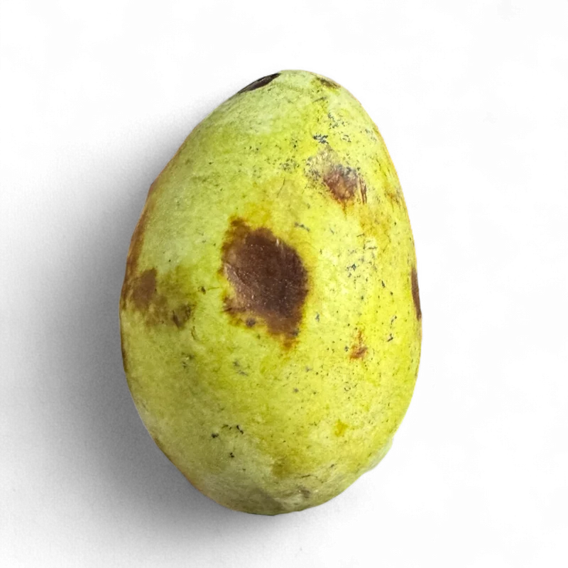 Pawpaw du Tarn (Asiminier)