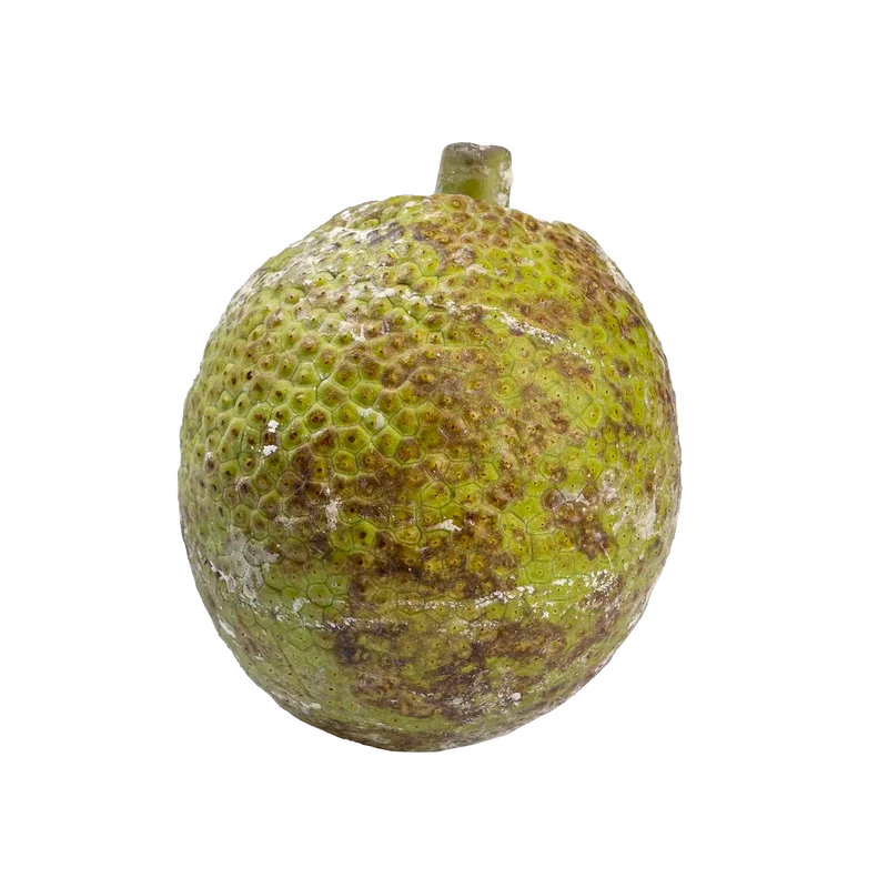 Fruit à pain de Martinique