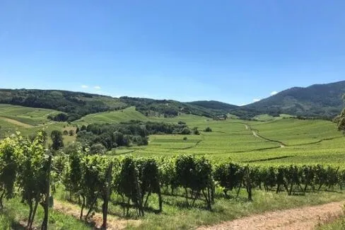 Alsace Grand Cru Muenchberg Pinot Gris A360P - 2022 - Domaine Ostertag