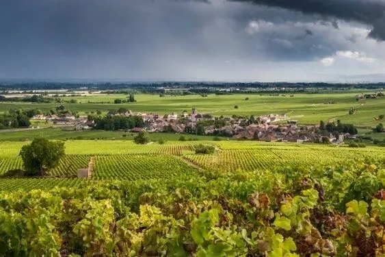 Bourgogne Les Femelottes - 2023 - David Moret