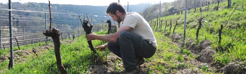 Pinot Blanc Kritt - 2022 - Domaine Marc Kreydenweiss