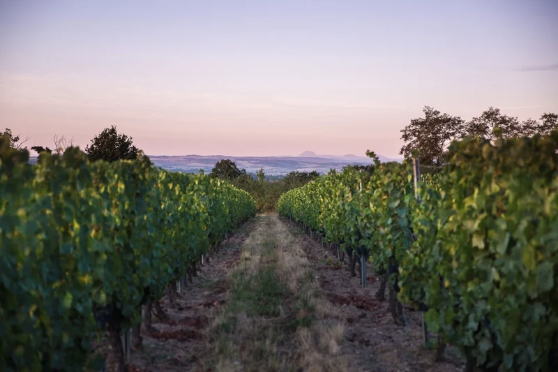 Saint-Pourçain 2022 - Clos de Breuilly- Clos de Breuilly