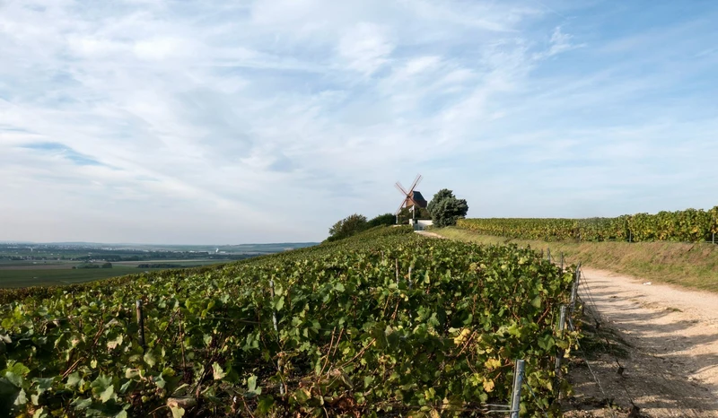 Champagne l'Aphrodisiaque - 2017 - Champagne David Léclapart