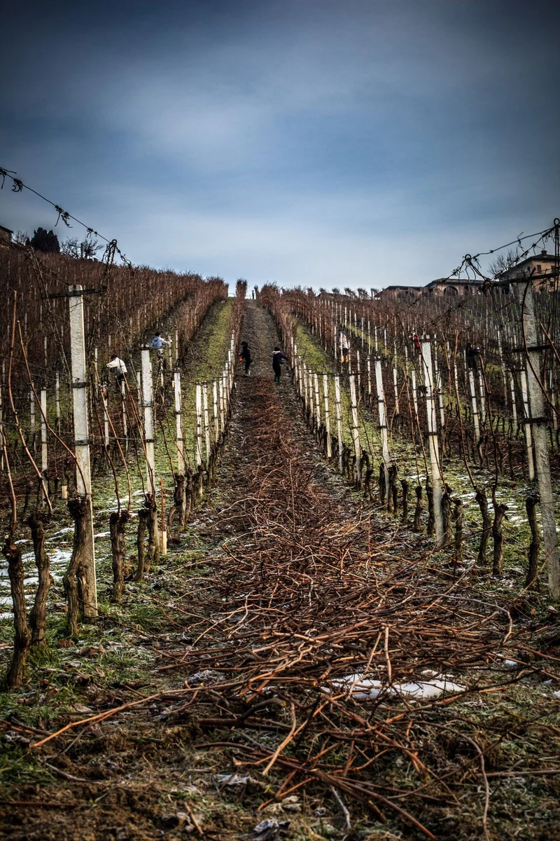 Barbaresco - 2020 - Domaine Angelo Gaja