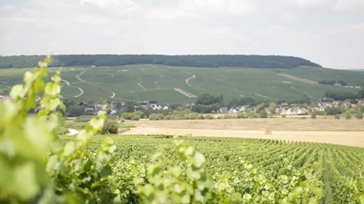 Vouvray Sec Les Grandes Dames Vieilles Vignes - 2022 - Domaine Serer