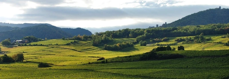 Alsace Grand Cru Geisberg Riesling - 2015 - Domaine Kientzler