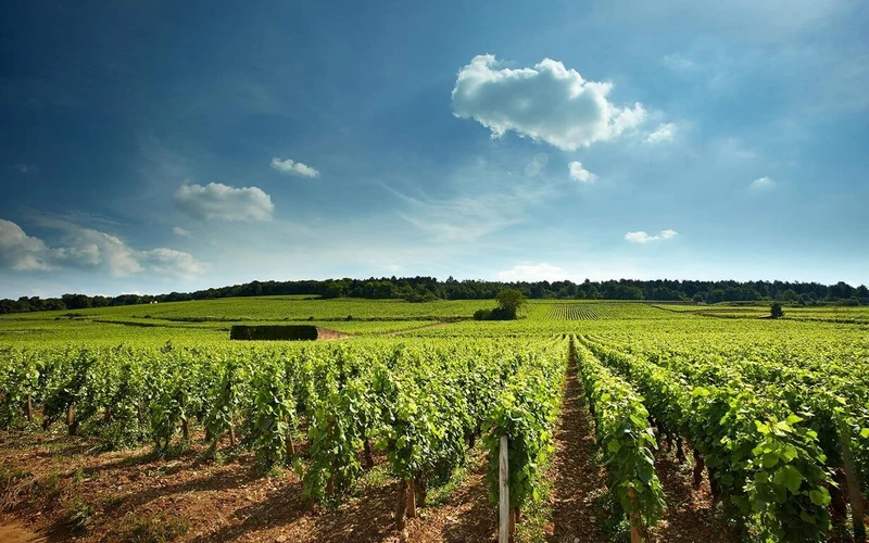 Clos de Vougeot Grand Cru - 2022 - Domaine David Duband