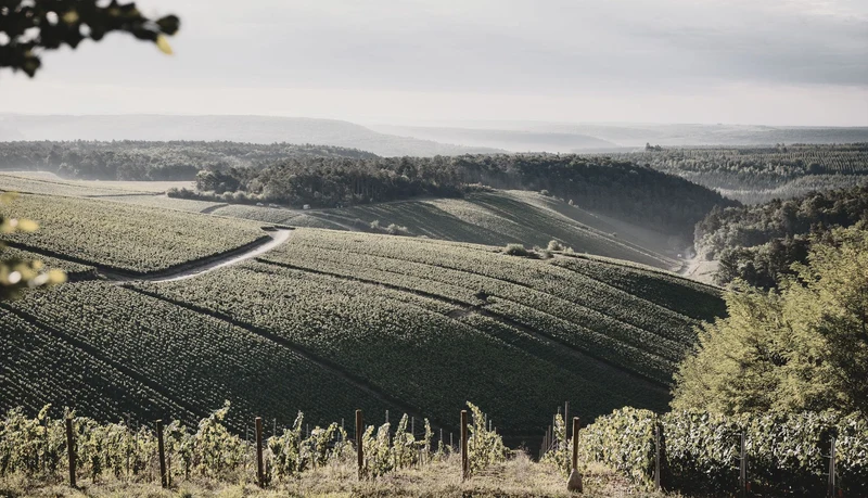 Rosé des Riceys La Forêt - 2022 - Alexandre Bonnet