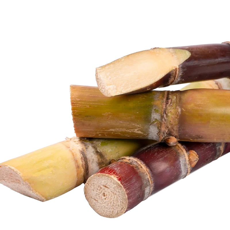 Canne à sucre de Guadeloupe