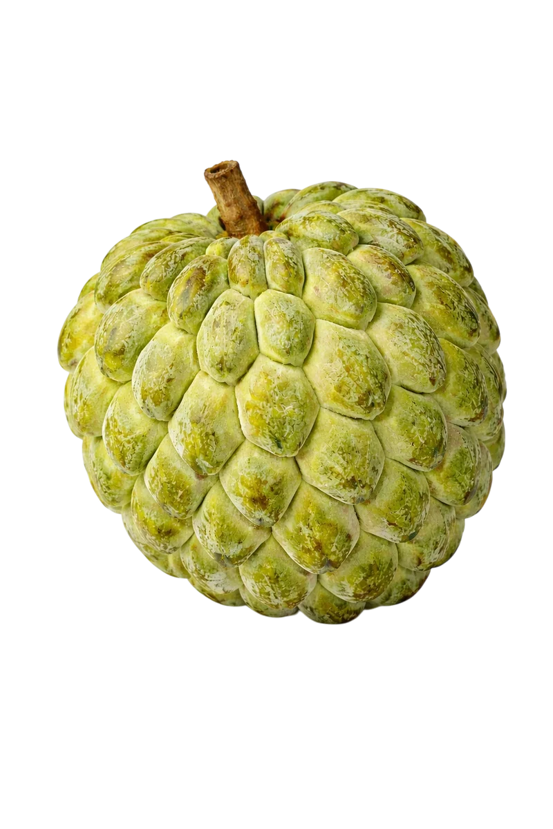 Pomme cannelle (Zatte) VERTE