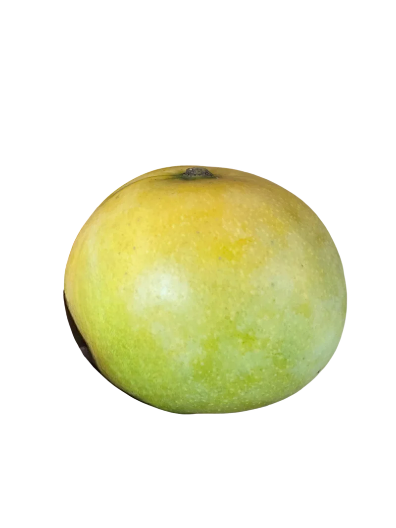 Mangue José de la Réunion