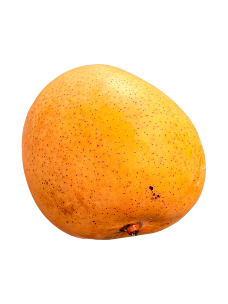 Mangue R2E2