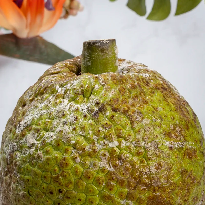 Fruit à pain de République dominicaine