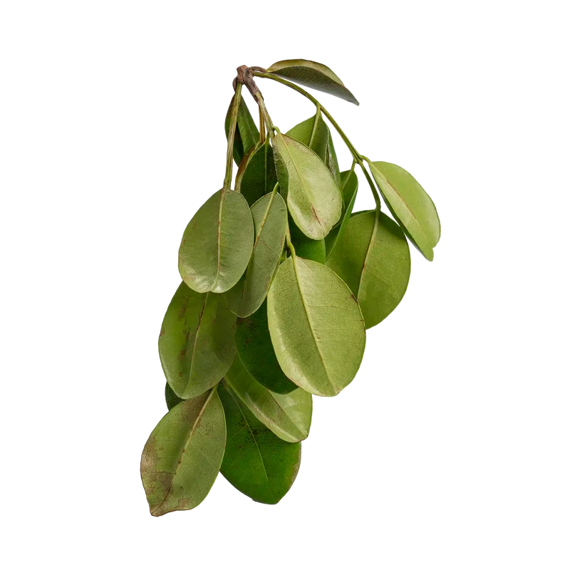 Feuille de bois d'Inde 500g