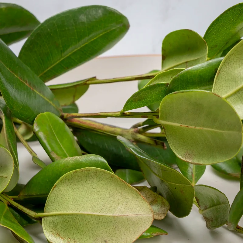 Feuille de bois d'Inde 500g