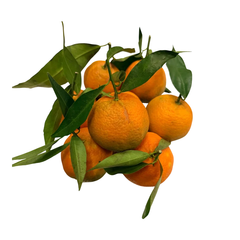 Clémentines feuilles