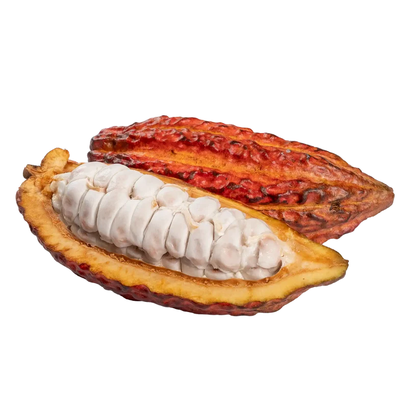 Cabosse de cacao CCN-51 d'Équateur