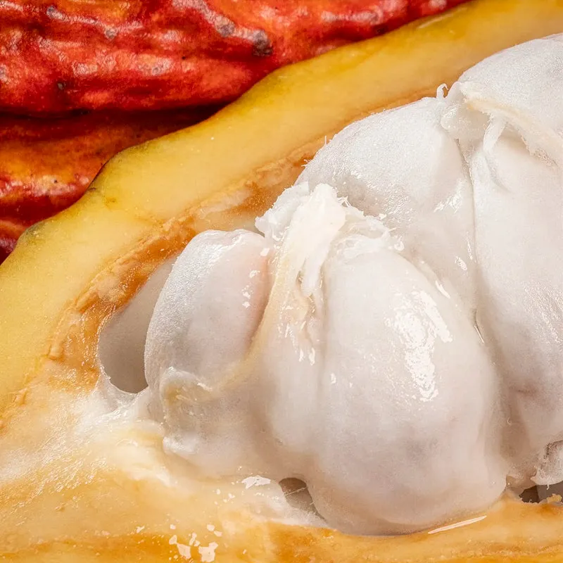 Cabosse de cacao CCN-51 d'Équateur