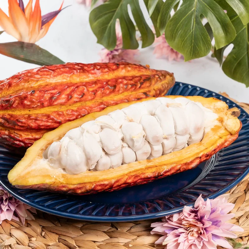 Cabosse de cacao CCN-51 d'Équateur