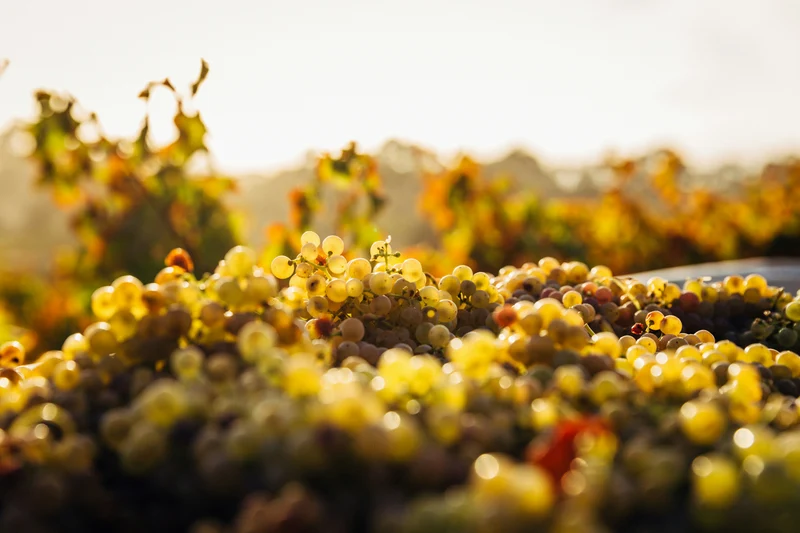 Dégustation avec Thomas Pico - Domaine Pattes Loup