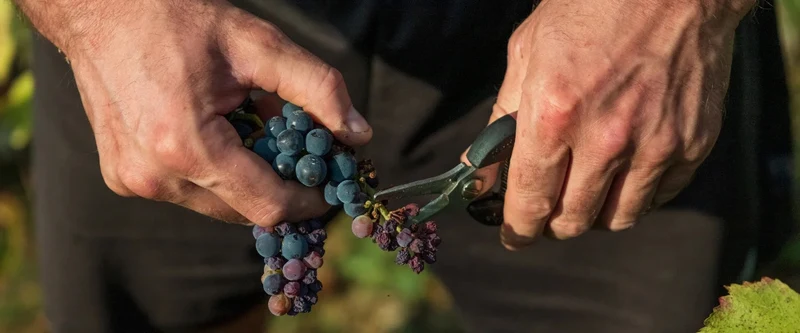Bourgogne Hautes-Côtes de Nuits - 2020 - Domaine Hudelot-Baillet