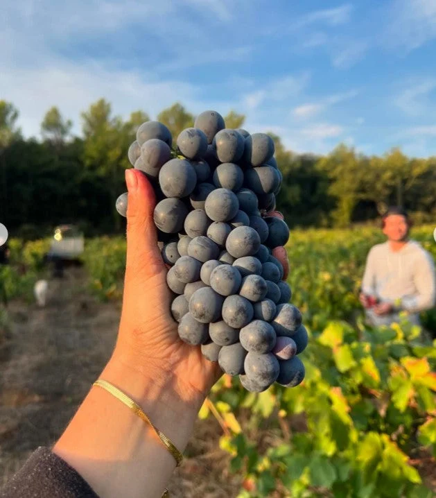 Côtes de Provence Clarendon - 2019 - Domaine Gavoty
