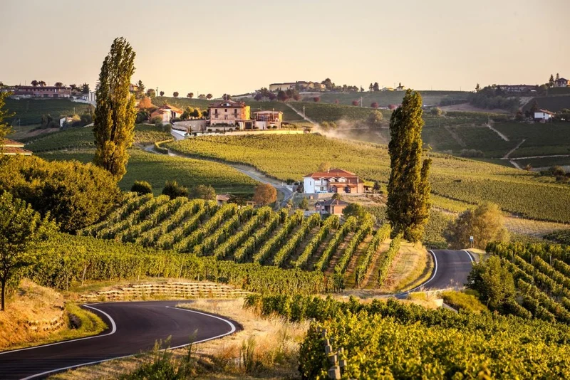 Barbera d'Asti Frem - 2020 - Scagliola Sansi