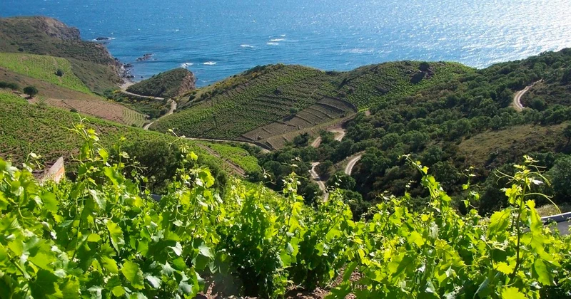 Banyuls Rancio Très Vieux Al Tragou - 1996 - Domaine Vial-Magnères