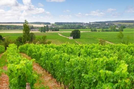 Bourgueil Mi-Pente - 2019 - Domaine de la Butte