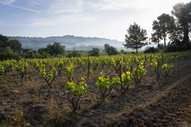 Bandol - 2021 - Domaines Les Œuvres Vives