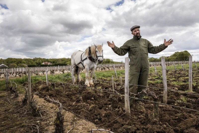 Vin de France Champs Couturier - 2023 - Domaine Alexandre Bain