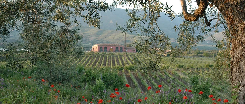 Etna San Lorenzo - 2023 - Tenuta delle Terre Nere