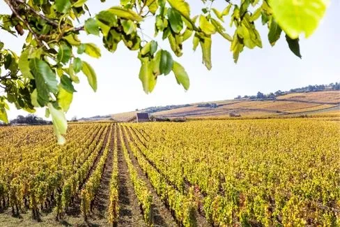 Meursault Chevalières - 2023 - Domaine Henri Germain et Fils