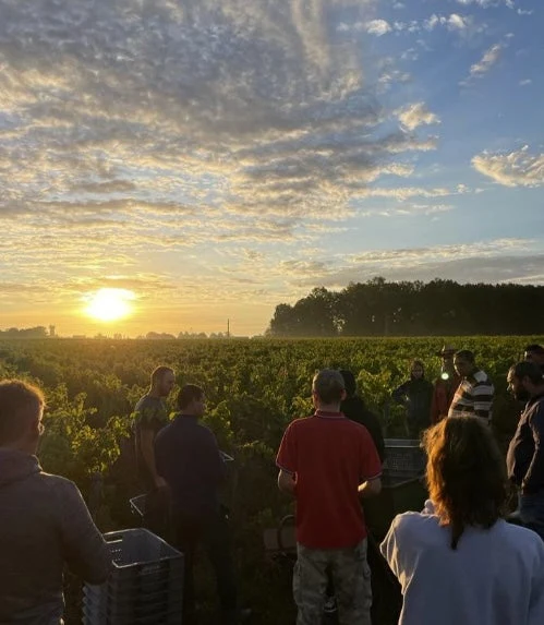 Saumur-Champigny Les Châtaigniers - 2019 - Domaine Pierre-Adrien Vadé