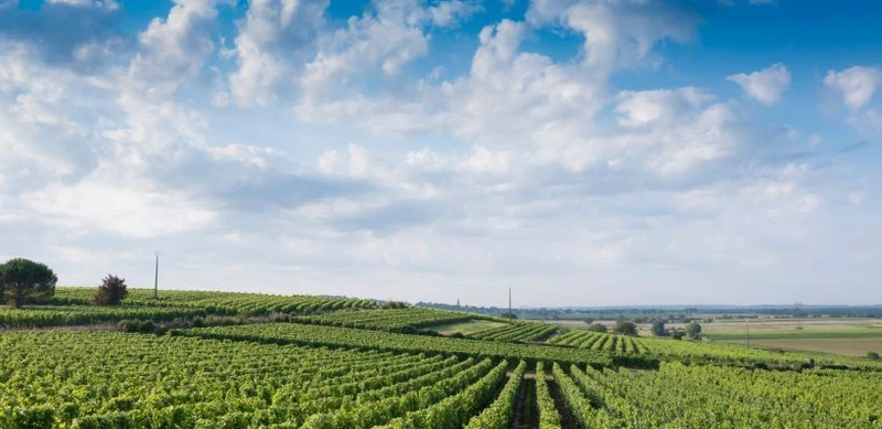 Saumur Blanc - 2023 - Château de Villeneuve