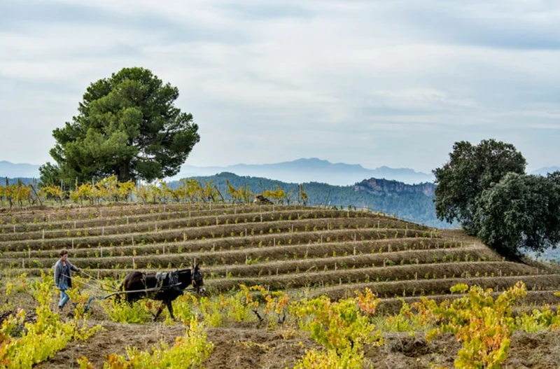 Priorat Nelín - 2021 - Clos Mogador