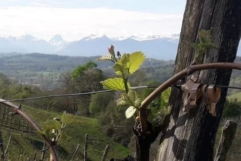 Jurançon La Magendìa de Lapeyre - 2017 - Clos Lapeyre