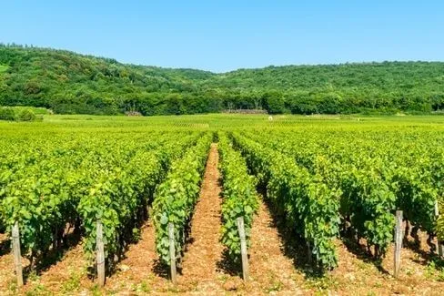 Gevrey-Chambertin En Jouise - 2018 - Domaine Harmand-Geoffroy