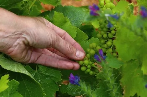 Languedoc Pézenas Pleine Lune - 2020 - Domaine Le Conte des Floris