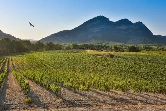 Patrimonio - 2017 - Domaine d'E Croce
