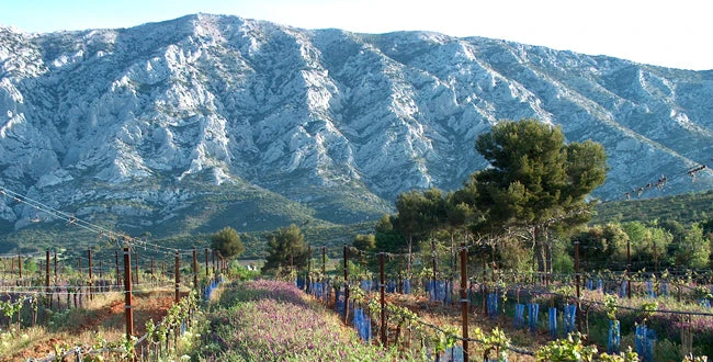 Méditerranée Tradition - 2019 - Domaine Richeaume