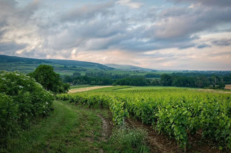 Morgon Les Charmes - 2022 - Domaine Raphaël Chopin