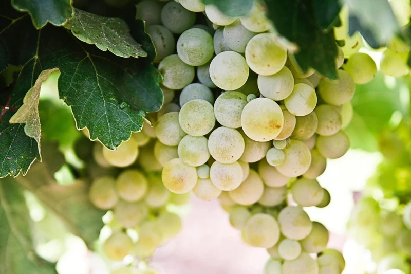 Malvoisia di Lipari Passito - 2015 - Azienda Agricola Fenech Francesco